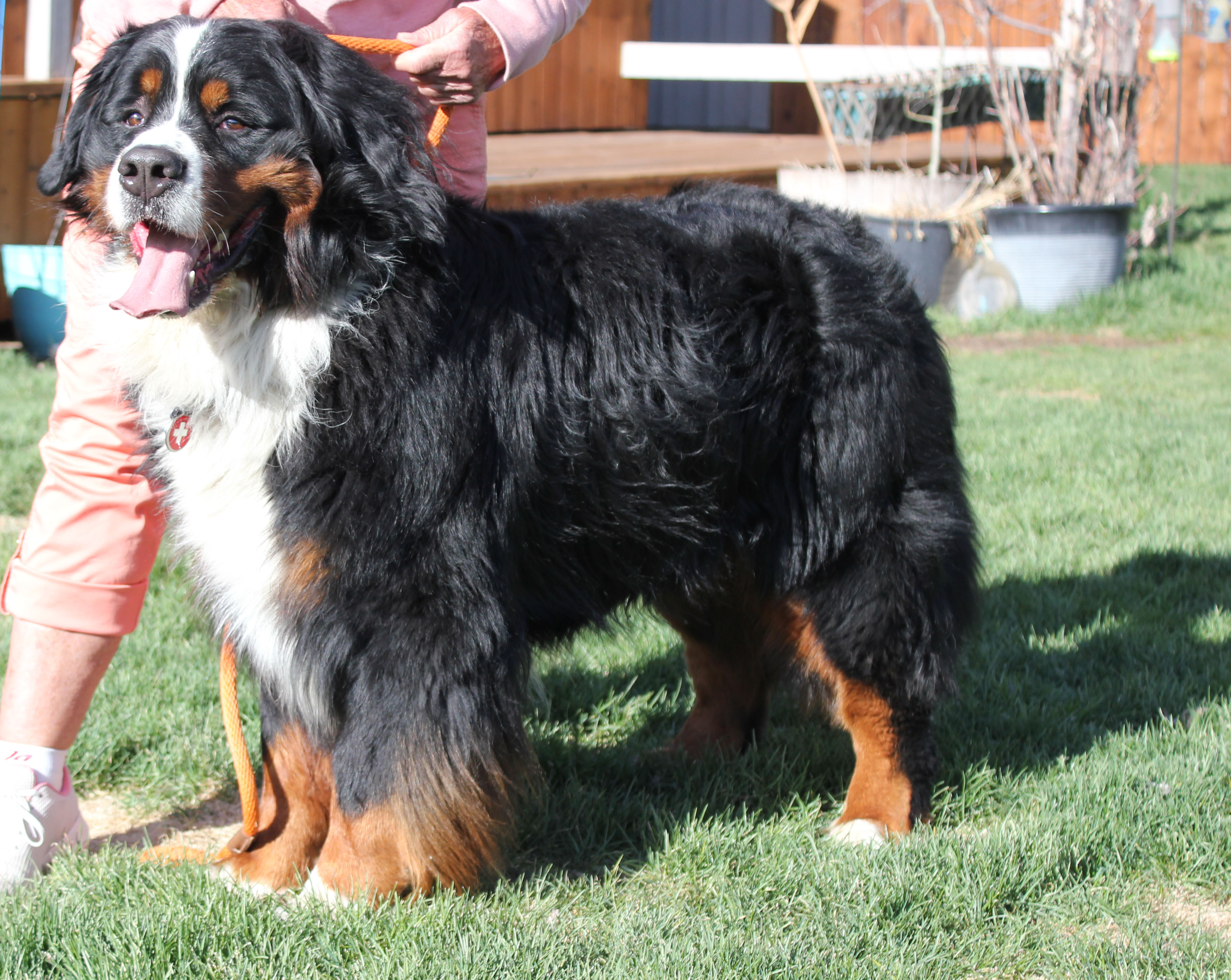 "Bernese Mountain Dogs Powder Keg Farm Utah"